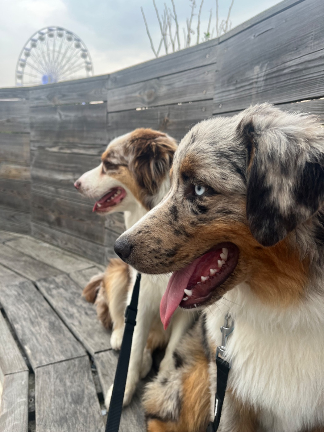 Abbygaëlle du Domaine d'Umy