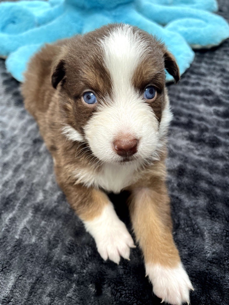 Du Domaine D'Umy - Chiots disponibles - Berger Australien