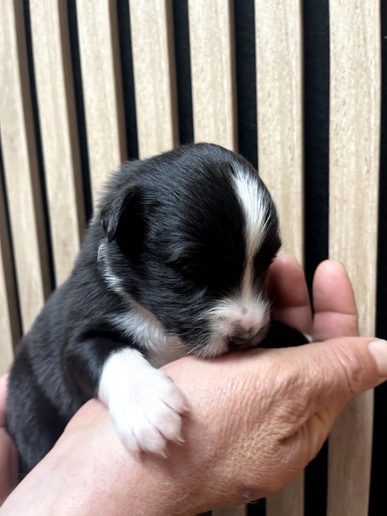 Du Domaine D'Umy - Chiots disponibles - Berger Australien