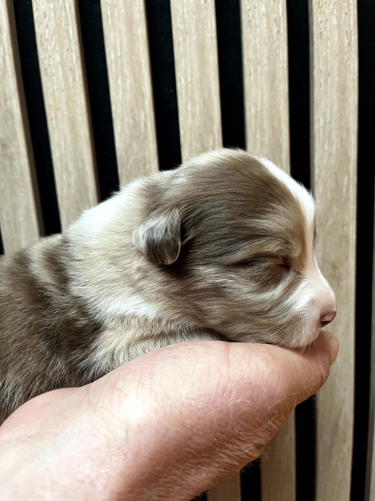 Du Domaine D'Umy - Chiots disponibles - Berger Australien