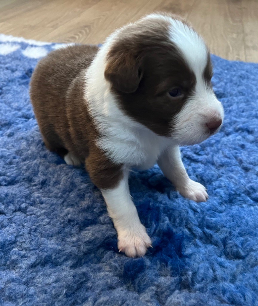 Du Domaine D'Umy - Chiots disponibles - Berger Australien