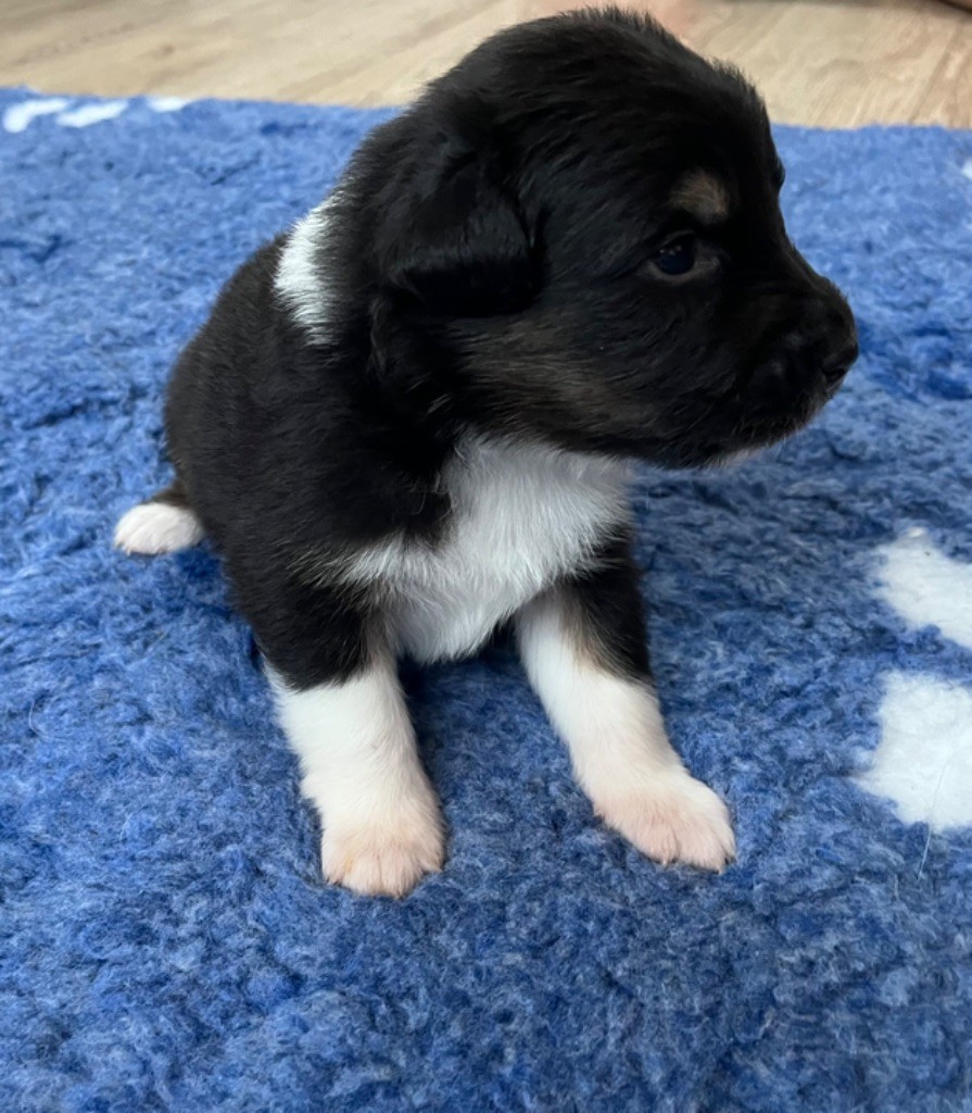 Du Domaine D'Umy - Chiots disponibles - Berger Australien