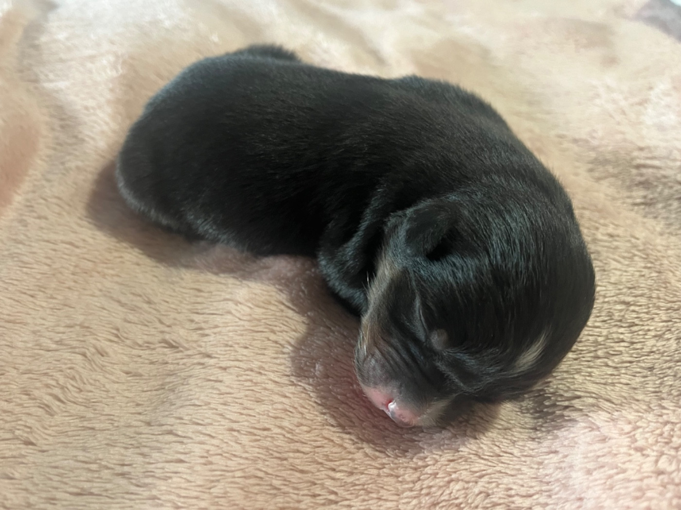 Du Domaine D'Umy - Chiots disponibles - Berger Australien