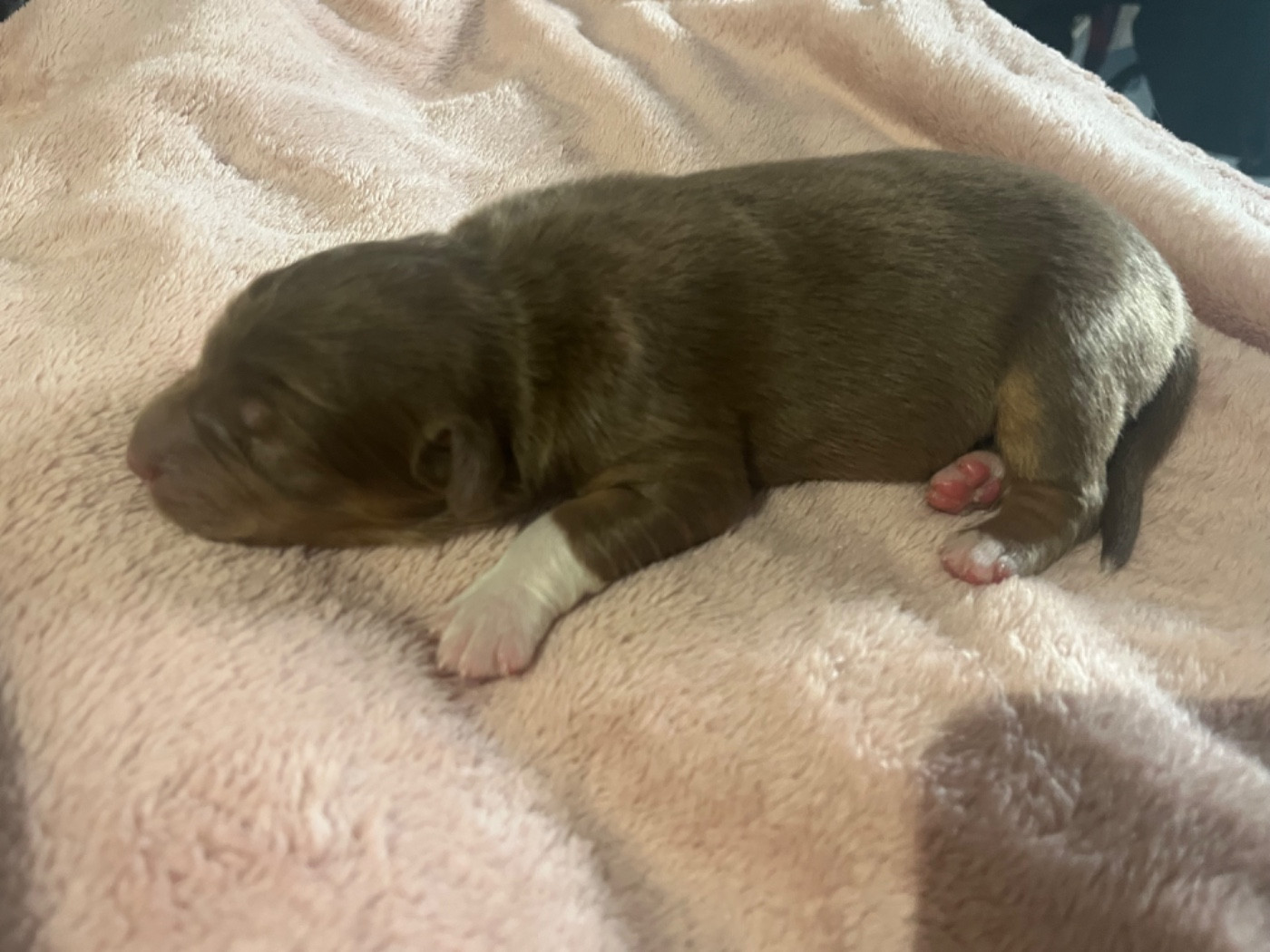 Du Domaine D'Umy - Chiots disponibles - Berger Australien