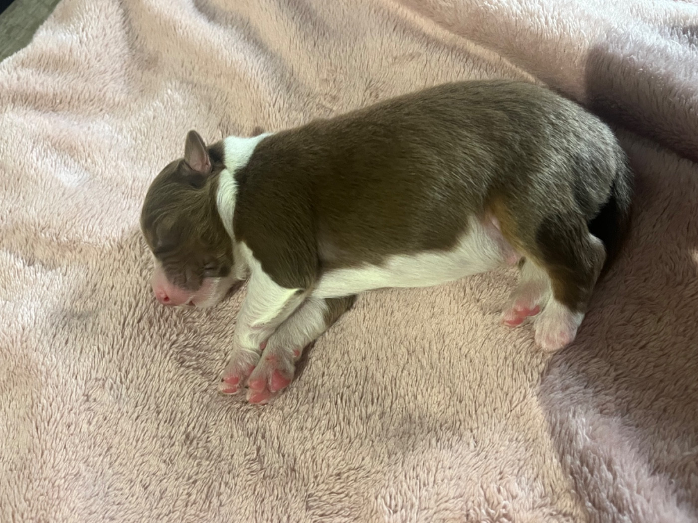 Du Domaine D'Umy - Chiots disponibles - Berger Australien