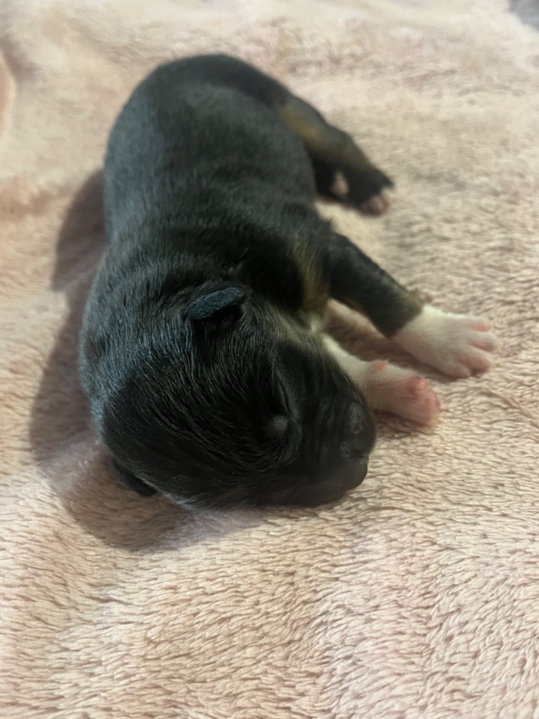 Du Domaine D'Umy - Chiots disponibles - Berger Australien