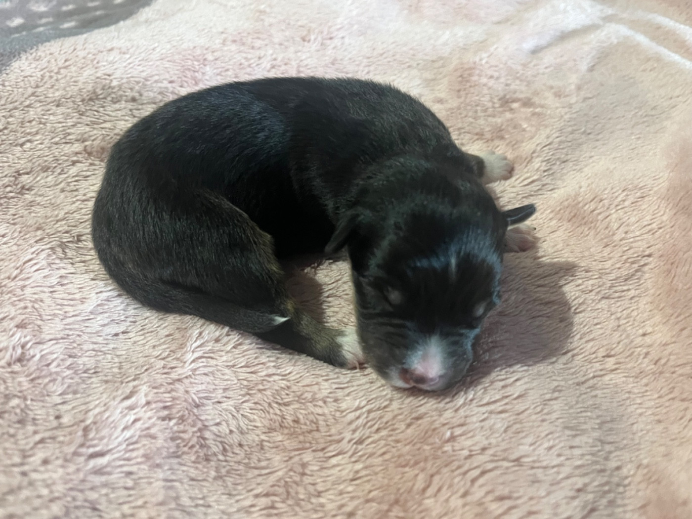 Du Domaine D'Umy - Chiots disponibles - Berger Australien