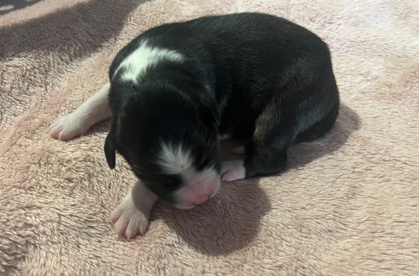 Du Domaine D'Umy - Chiots disponibles - Berger Australien