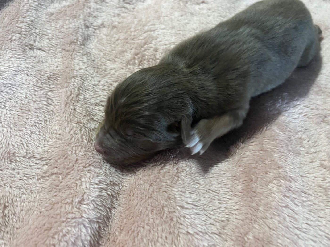 Du Domaine D'Umy - Chiots disponibles - Berger Australien