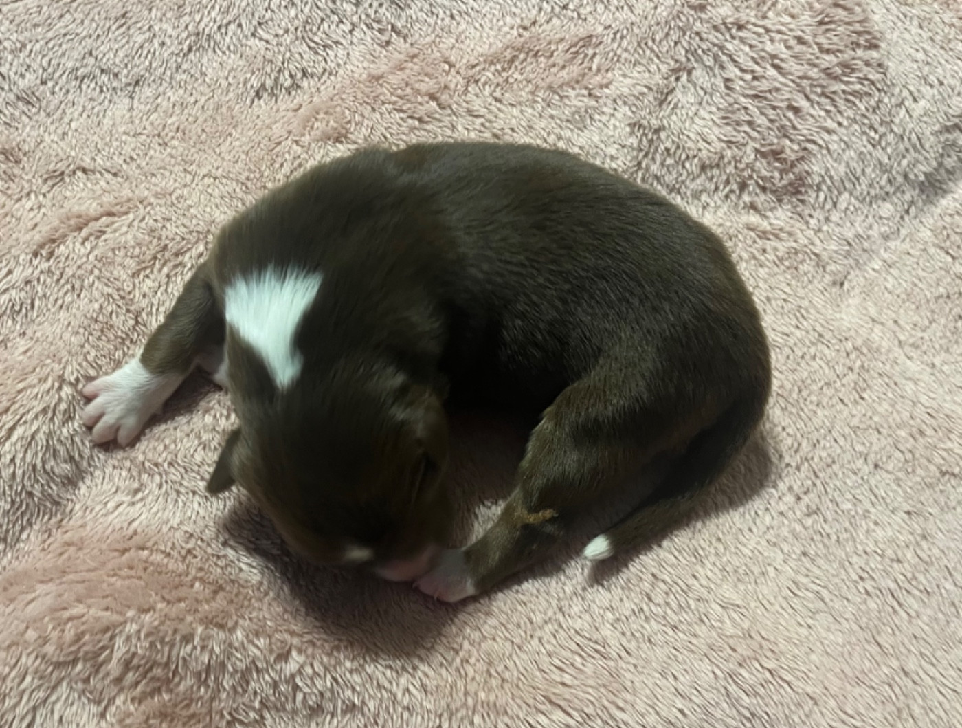 Du Domaine D'Umy - Chiots disponibles - Berger Australien