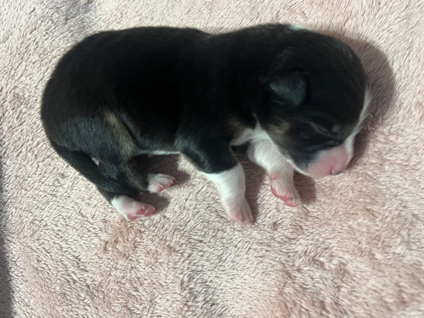 Du Domaine D'Umy - Chiots disponibles - Berger Australien