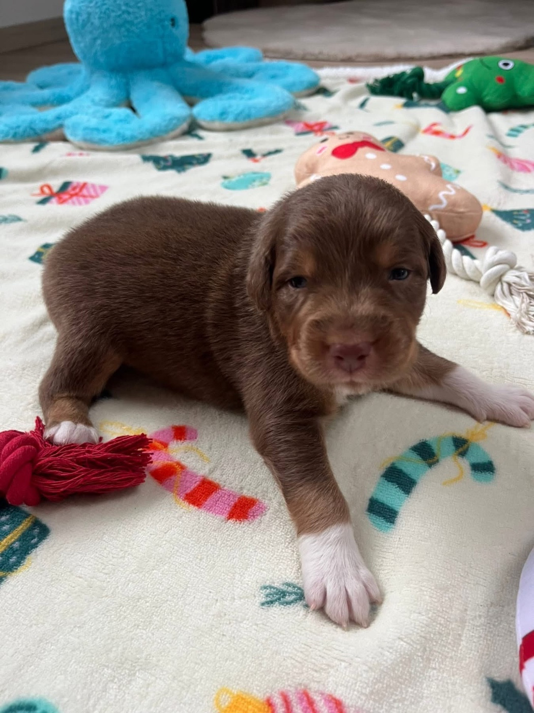 Du Domaine D'Umy - Chiots disponibles - Berger Australien