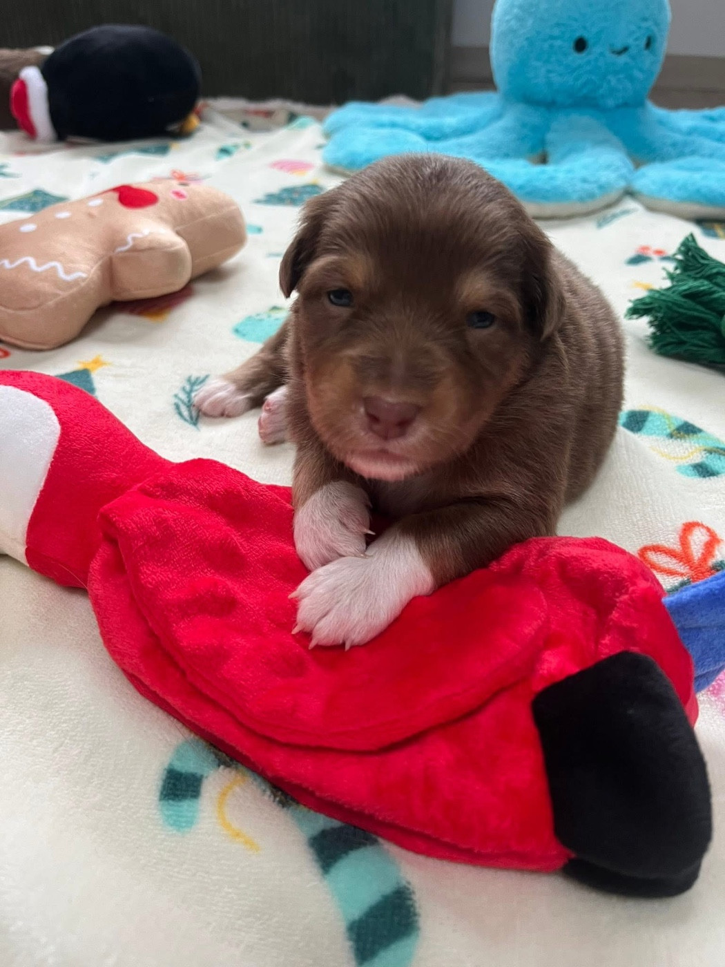 Du Domaine D'Umy - Chiots disponibles - Berger Australien