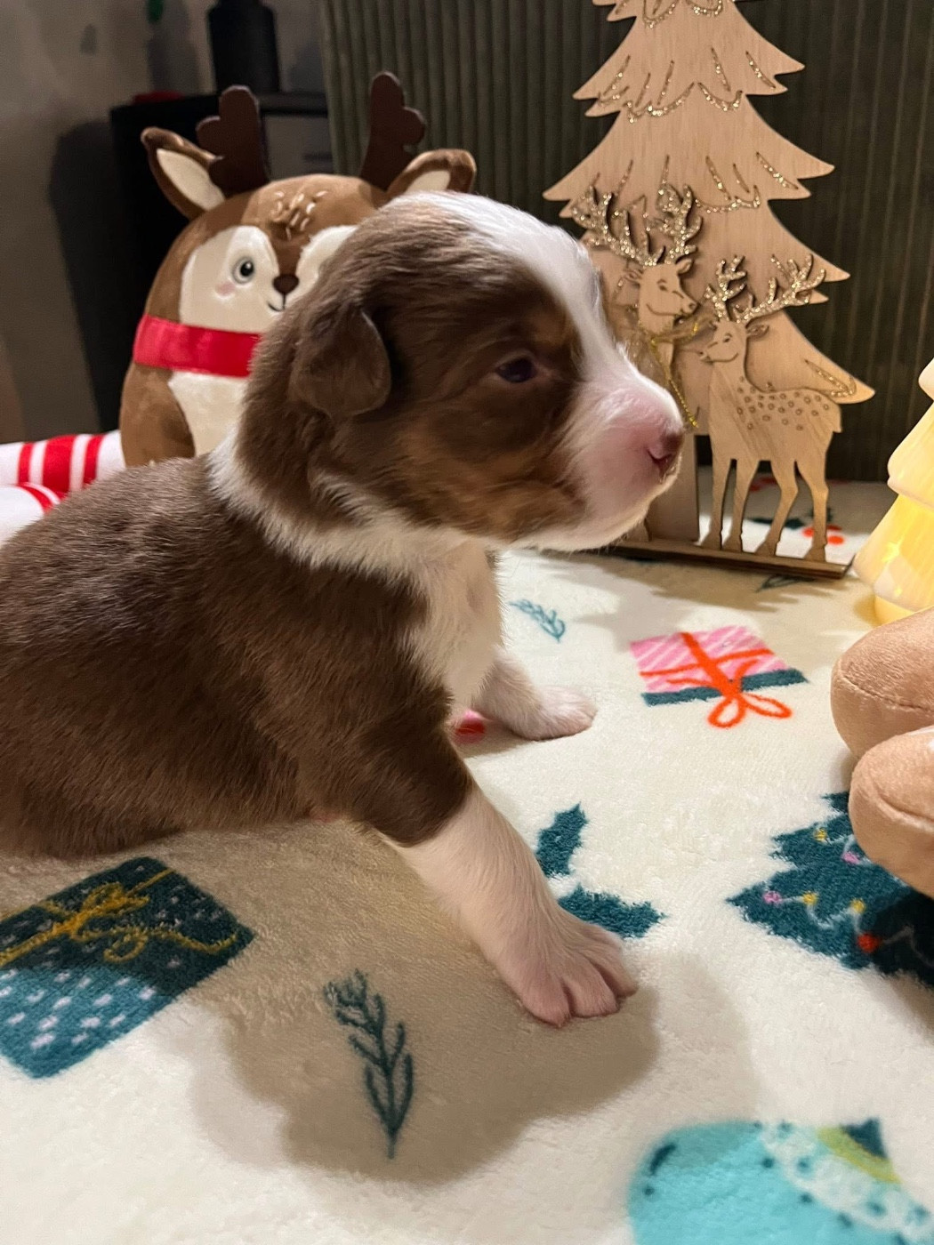 Du Domaine D'Umy - Chiots disponibles - Berger Australien