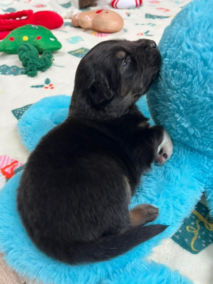 Du Domaine D'Umy - Chiots disponibles - Berger Australien