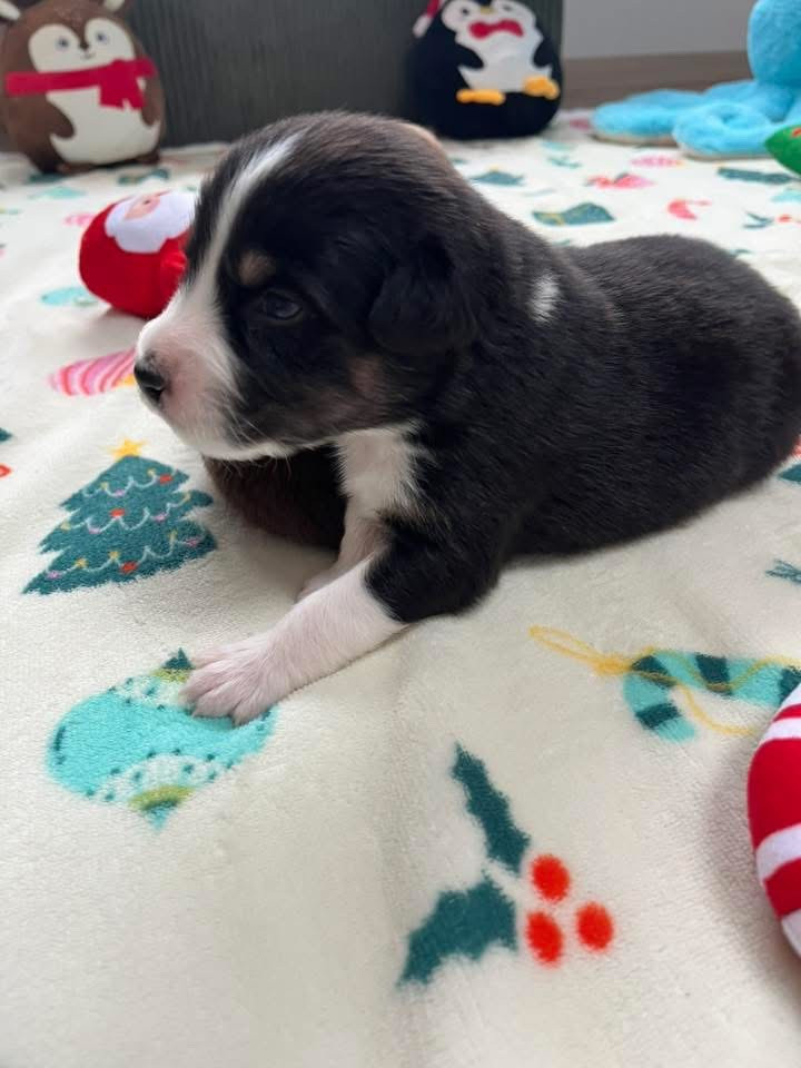 Du Domaine D'Umy - Chiots disponibles - Berger Australien