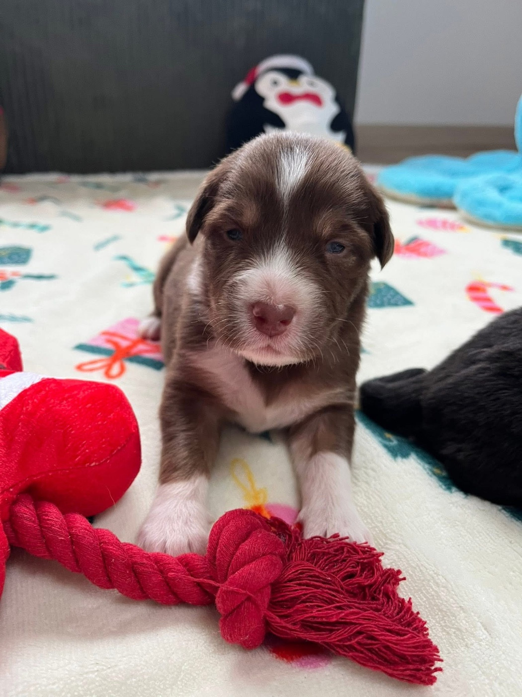 Du Domaine D'Umy - Chiots disponibles - Berger Australien