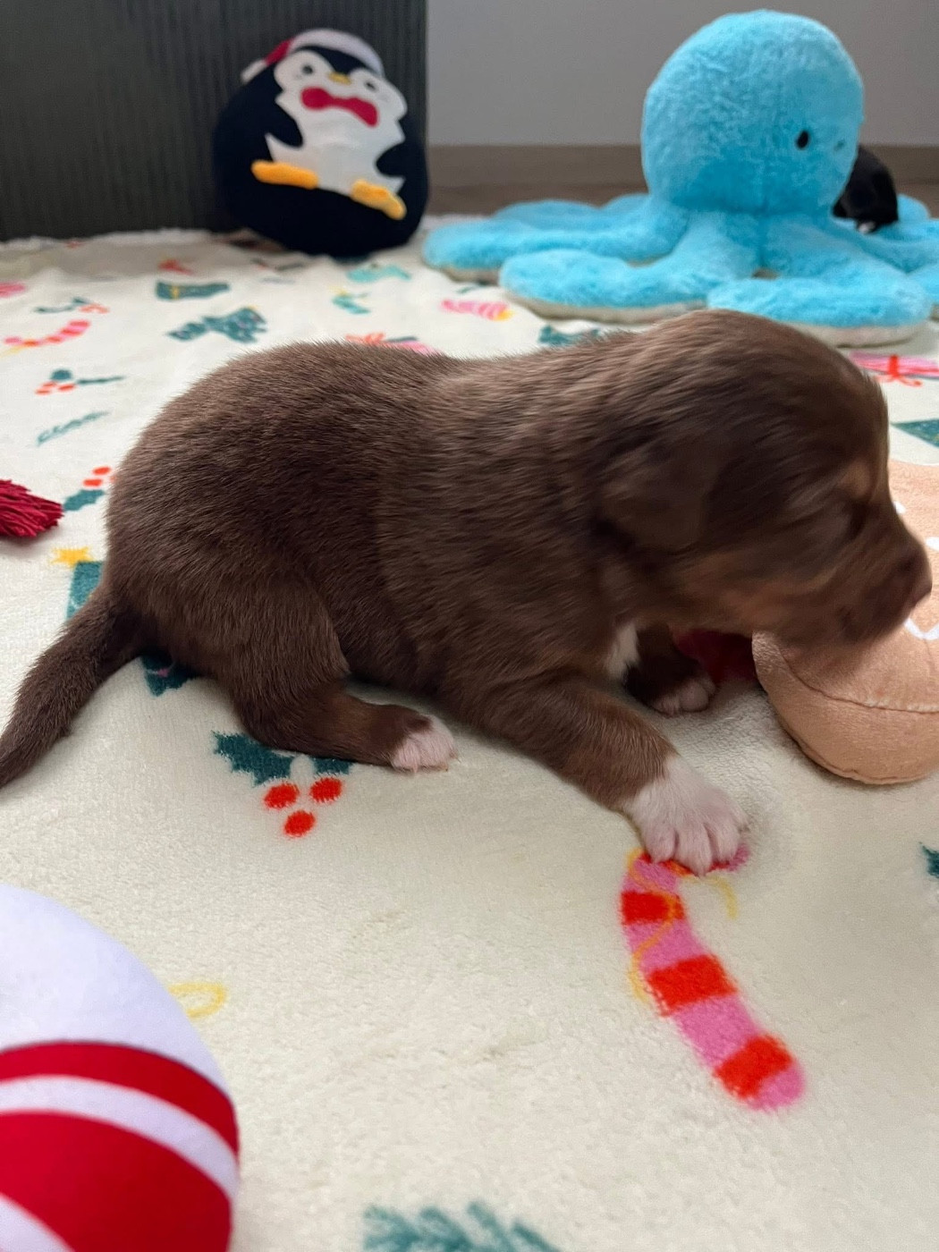 Du Domaine D'Umy - Chiots disponibles - Berger Australien