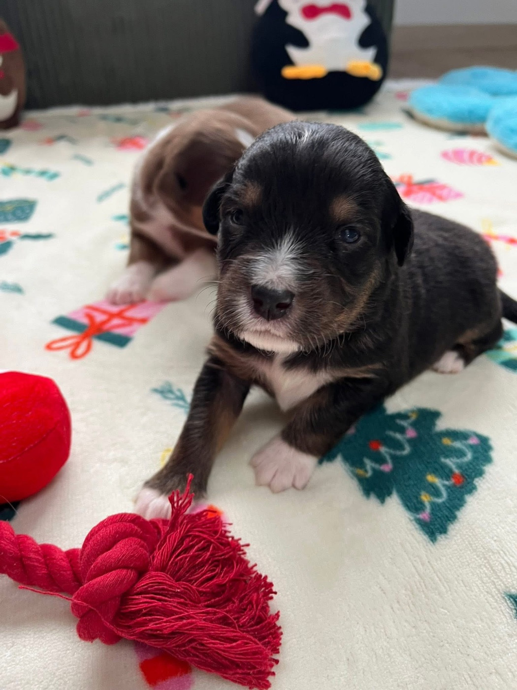 Du Domaine D'Umy - Chiots disponibles - Berger Australien