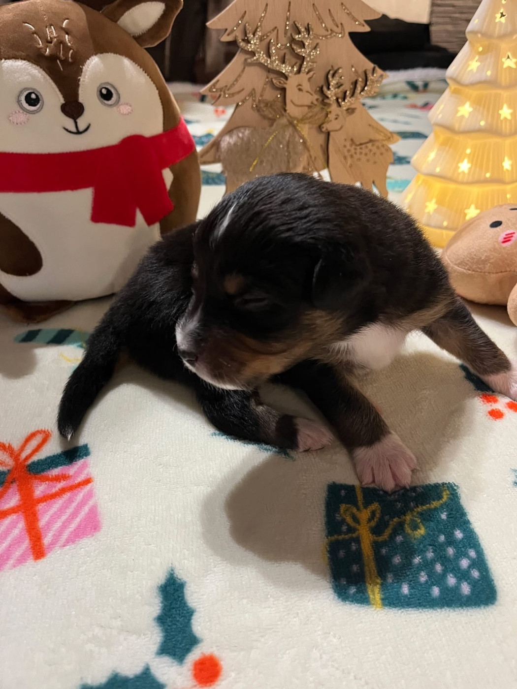 Du Domaine D'Umy - Chiots disponibles - Berger Australien