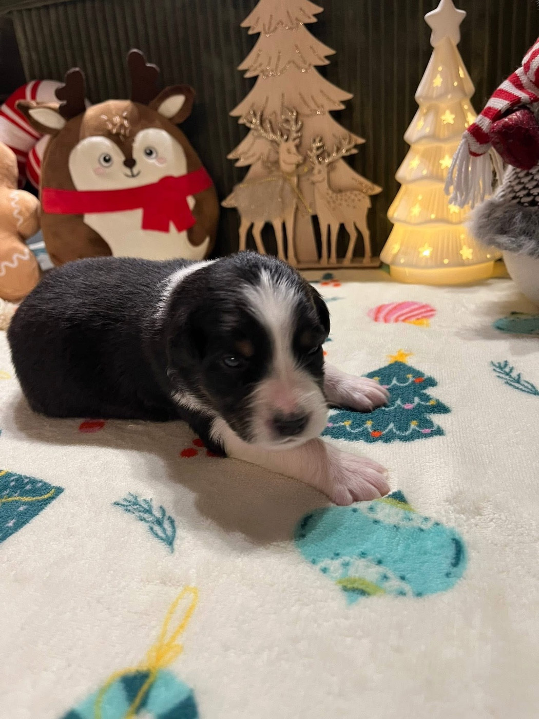 Du Domaine D'Umy - Chiots disponibles - Berger Australien