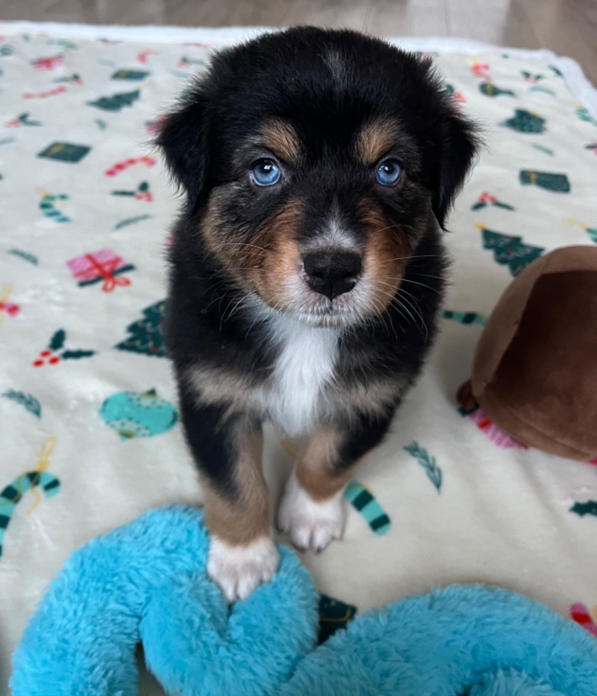 Du Domaine D'Umy - Berger Australien - Portée née le 29/11/2025