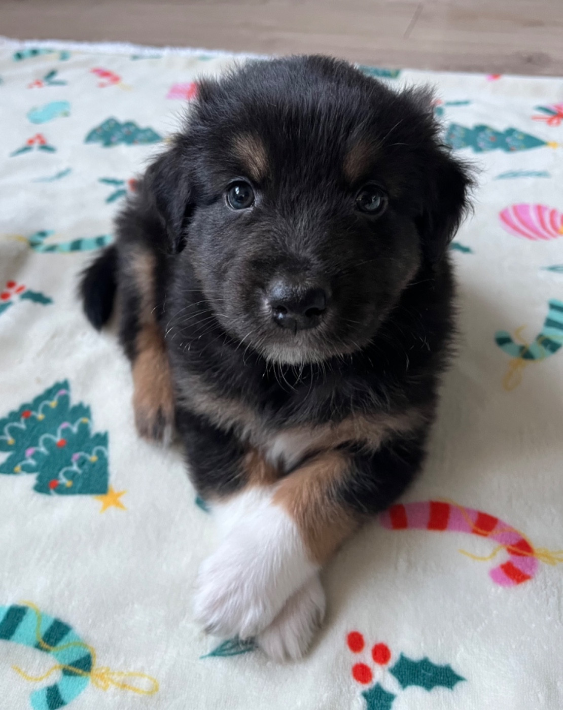 Du Domaine D'Umy - Chiots disponibles - Berger Australien