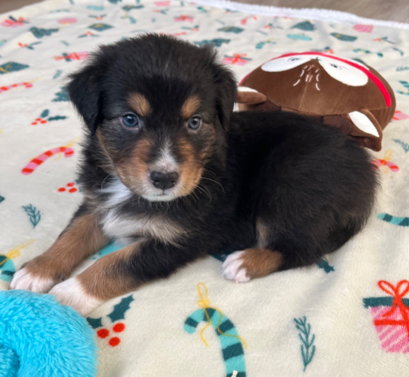 Du Domaine D'Umy - Chiots disponibles - Berger Australien