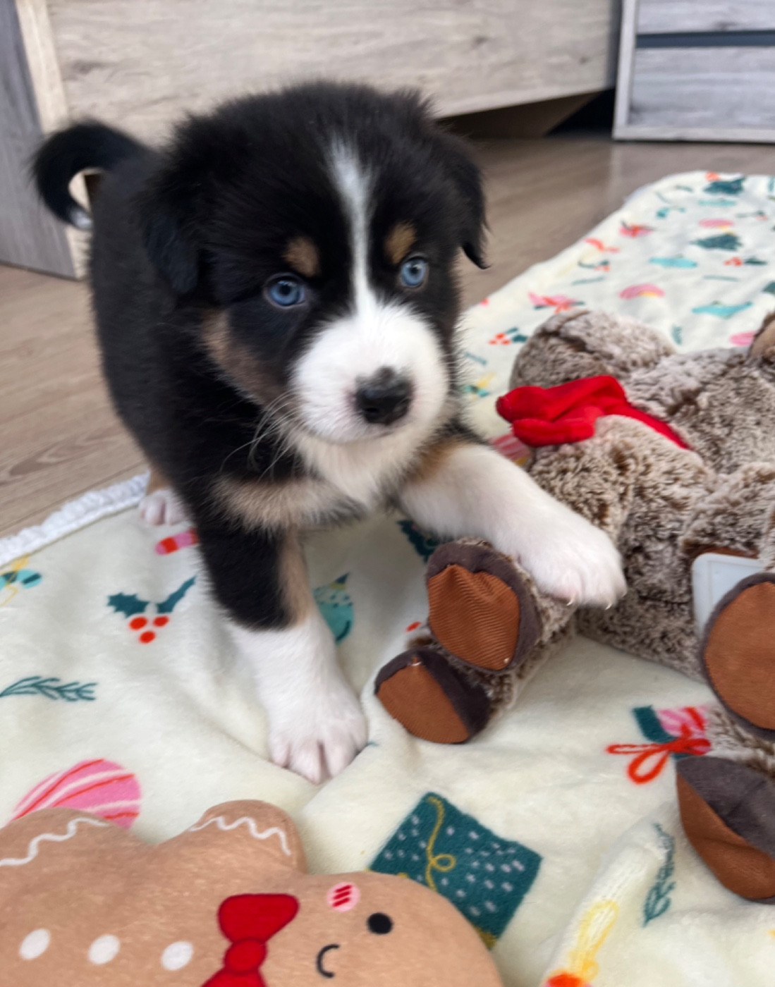 Du Domaine D'Umy - Chiots disponibles - Berger Australien