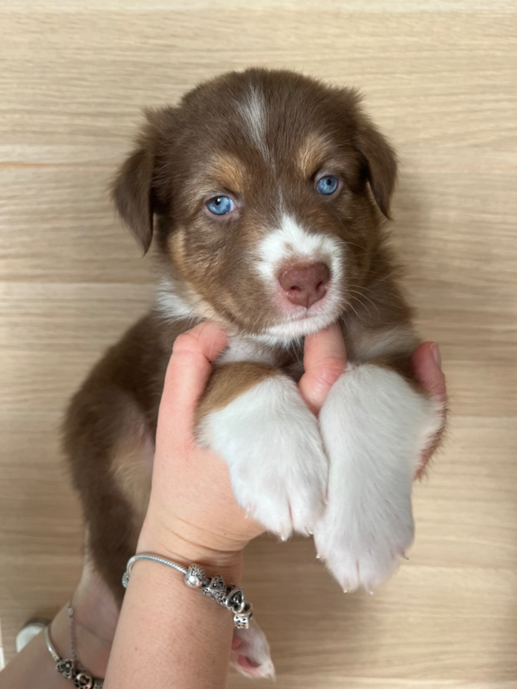 Du Domaine D'Umy - Chiots disponibles - Berger Australien