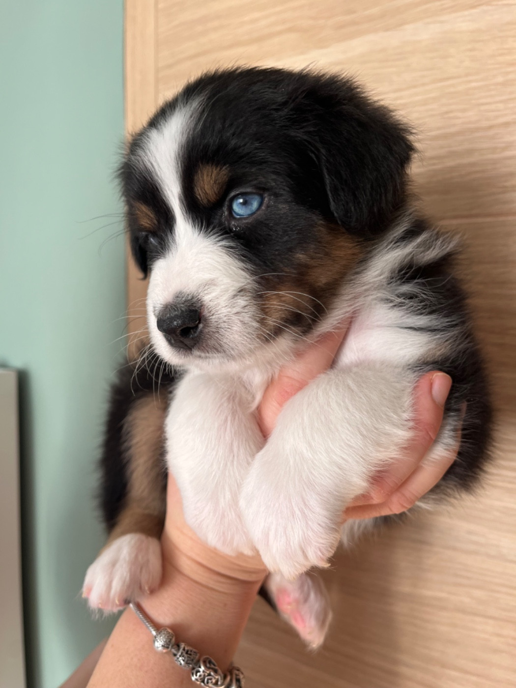 Du Domaine D'Umy - Chiots disponibles - Berger Australien