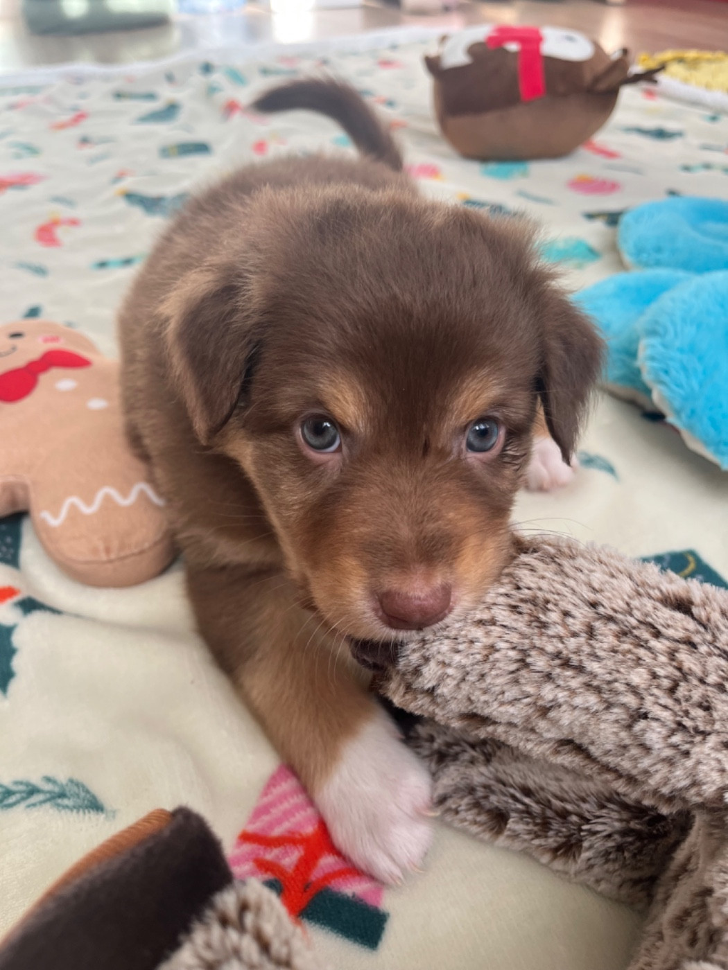 Du Domaine D'Umy - Chiots disponibles - Berger Australien