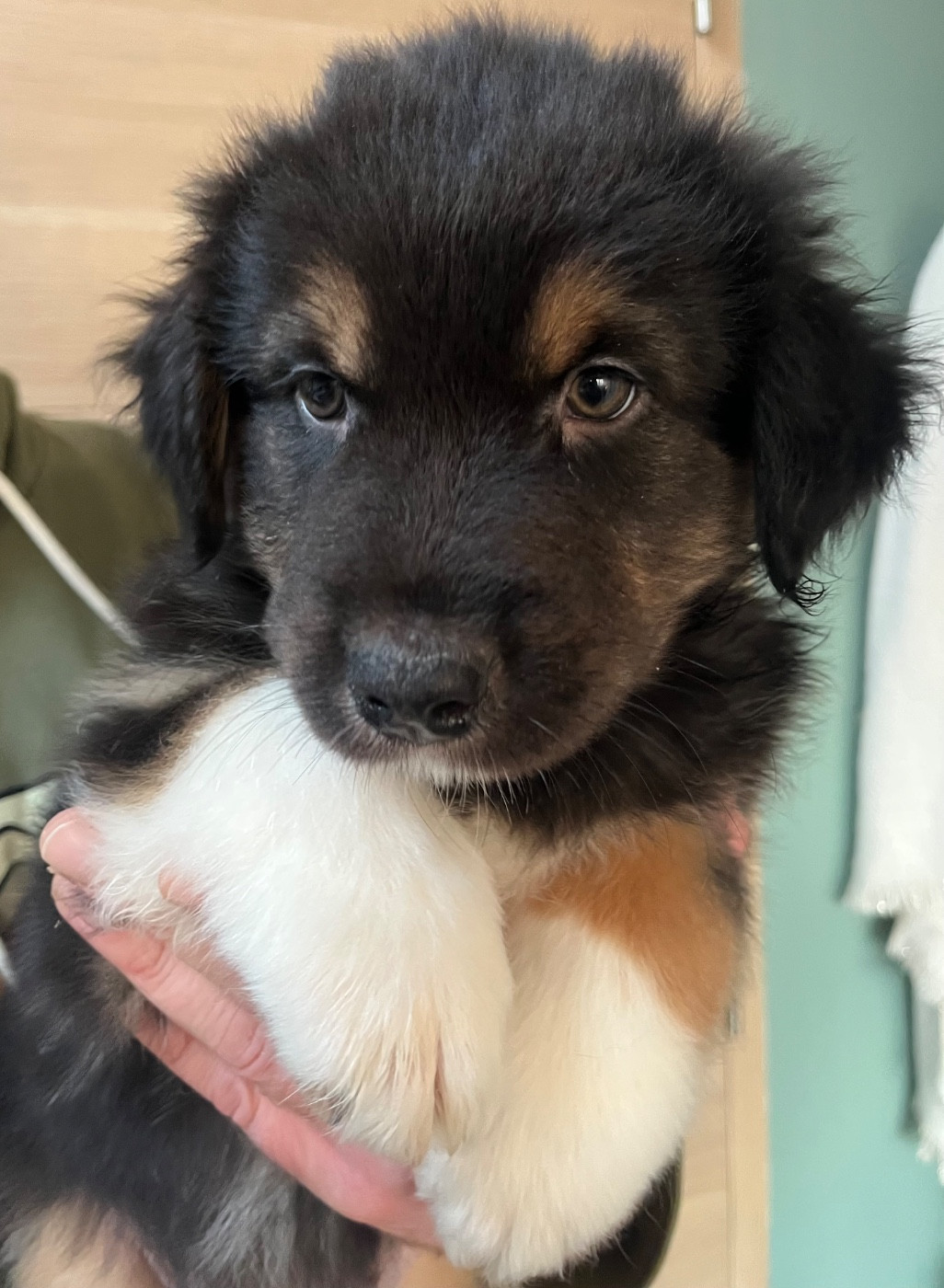 Du Domaine D'Umy - Chiots disponibles - Berger Australien