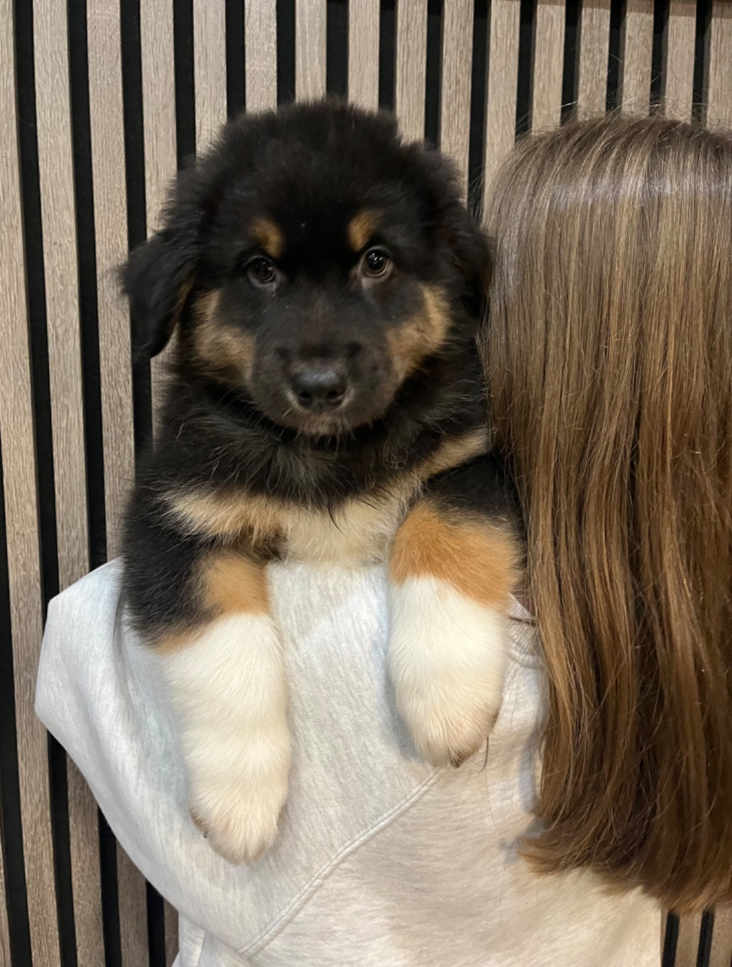 Du Domaine D'Umy - Chiots disponibles - Berger Australien