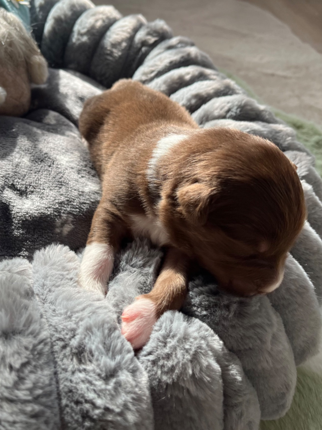 Du Domaine D'Umy - Chiots disponibles - Berger Australien