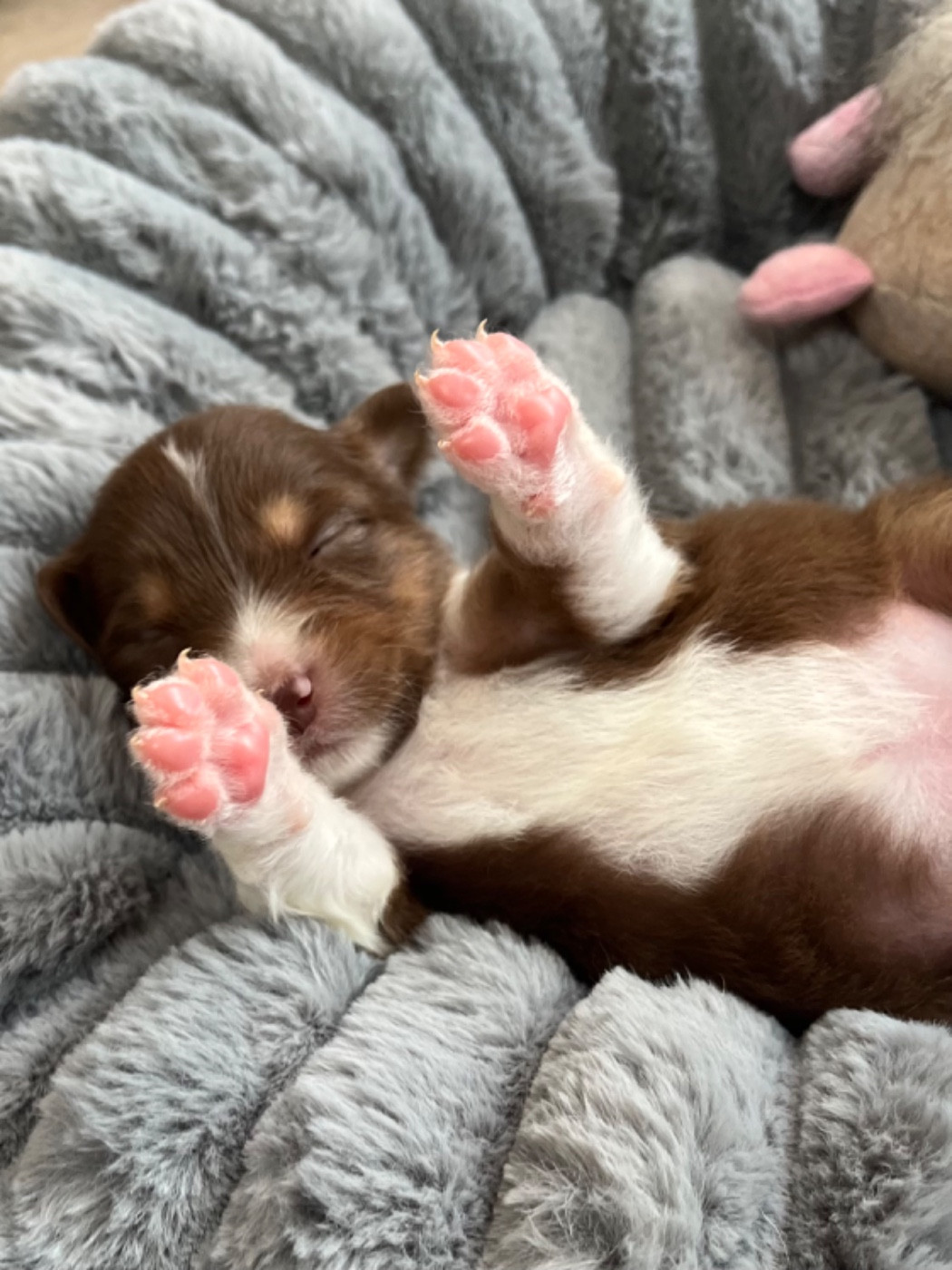 Du Domaine D'Umy - Chiots disponibles - Berger Australien