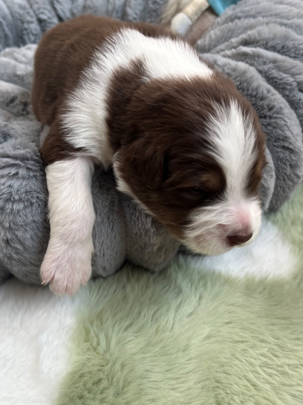 Du Domaine D'Umy - Chiots disponibles - Berger Australien