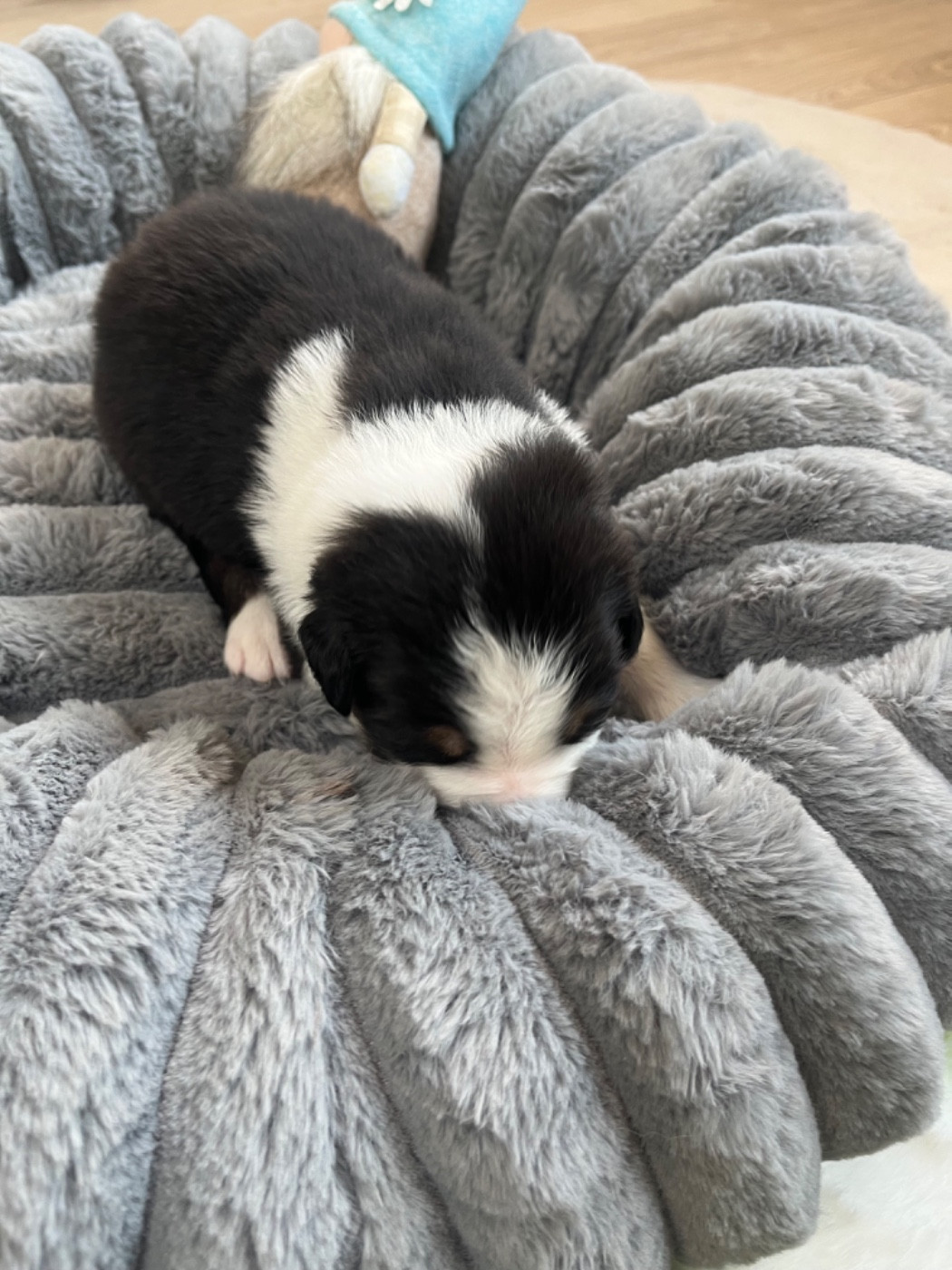 Du Domaine D'Umy - Chiots disponibles - Berger Australien