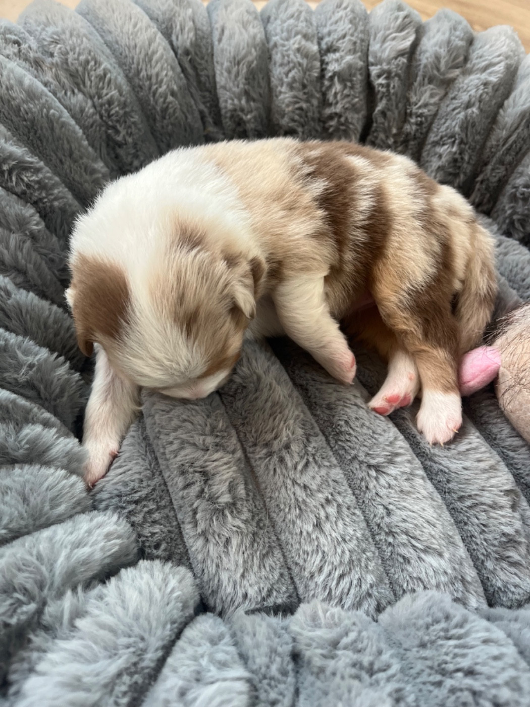 Du Domaine D'Umy - Chiots disponibles - Berger Australien