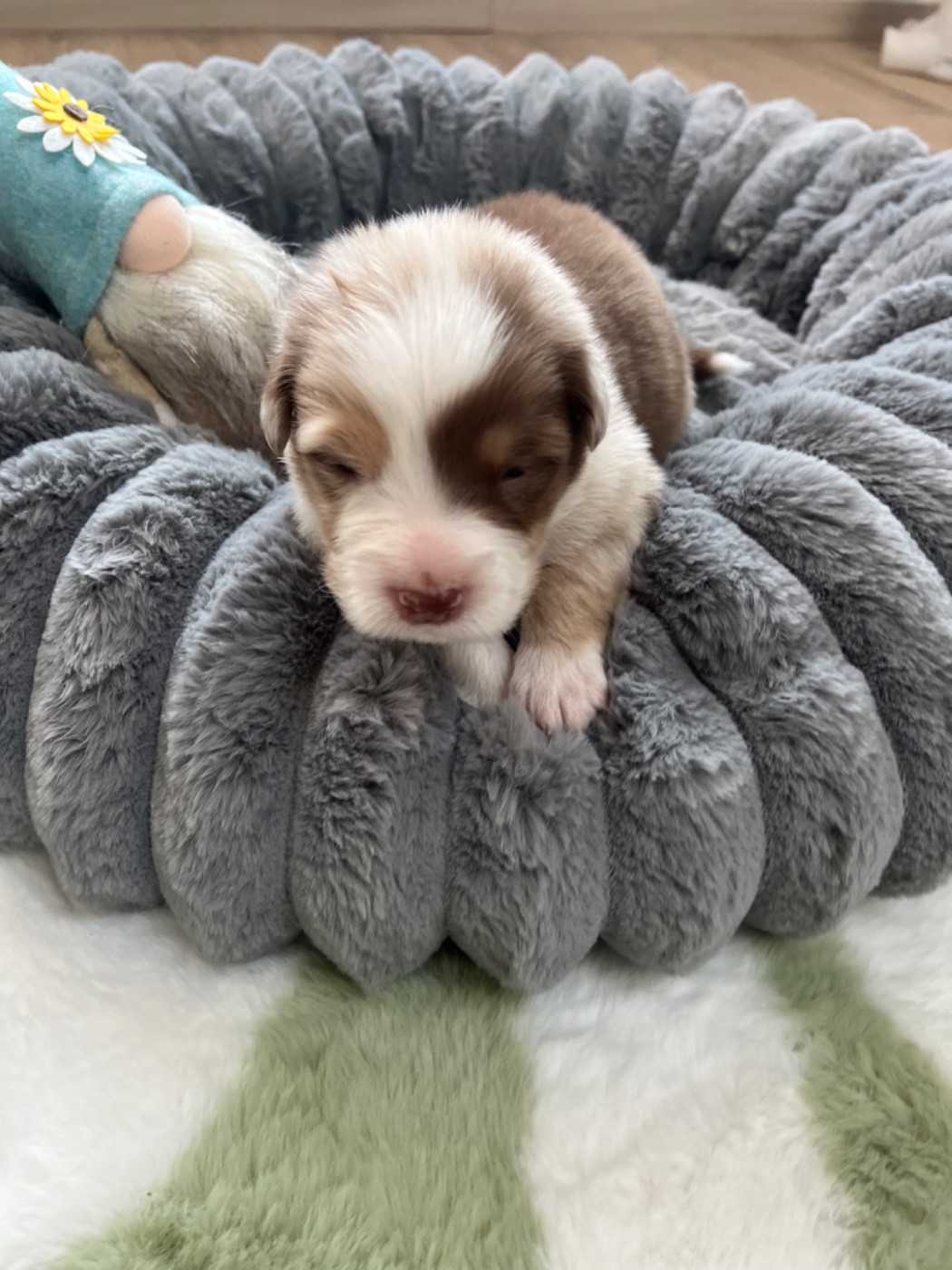 Du Domaine D'Umy - Chiots disponibles - Berger Australien