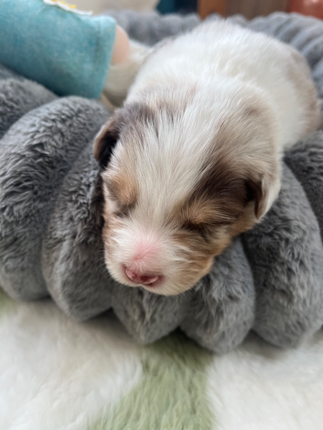 Du Domaine D'Umy - Chiots disponibles - Berger Australien