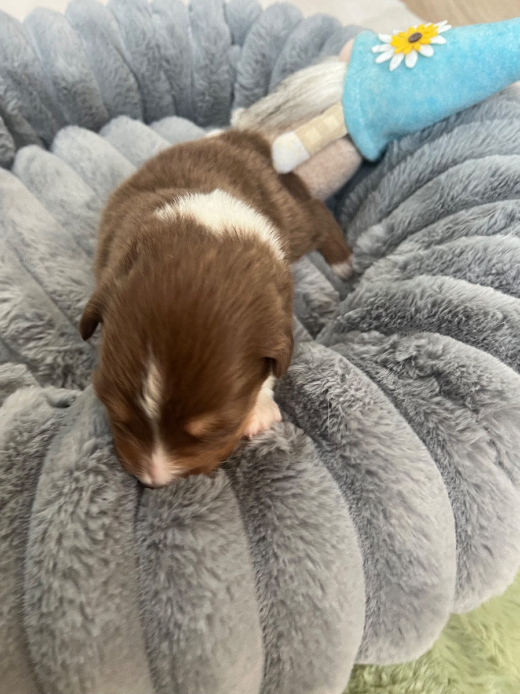 Du Domaine D'Umy - Chiots disponibles - Berger Australien