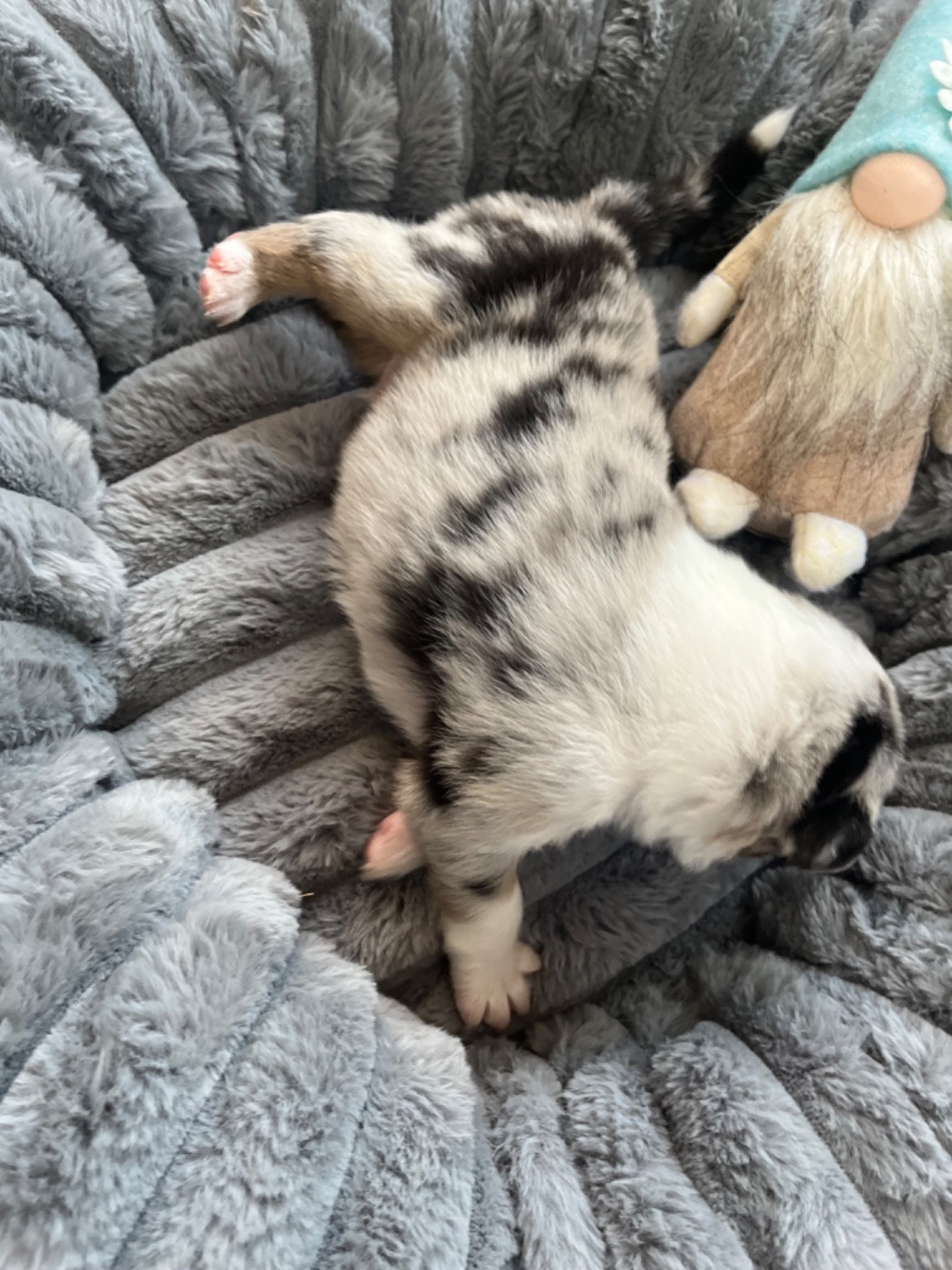 Du Domaine D'Umy - Chiots disponibles - Berger Australien