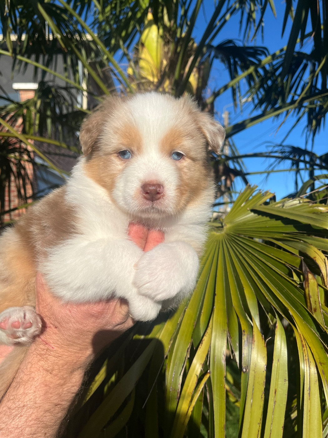 Du Domaine D'Umy - Chiots disponibles - Berger Australien