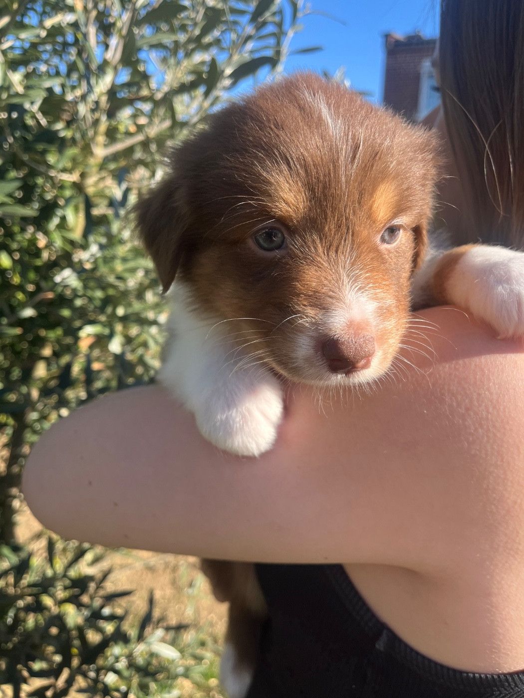 Du Domaine D'Umy - Chiots disponibles - Berger Australien