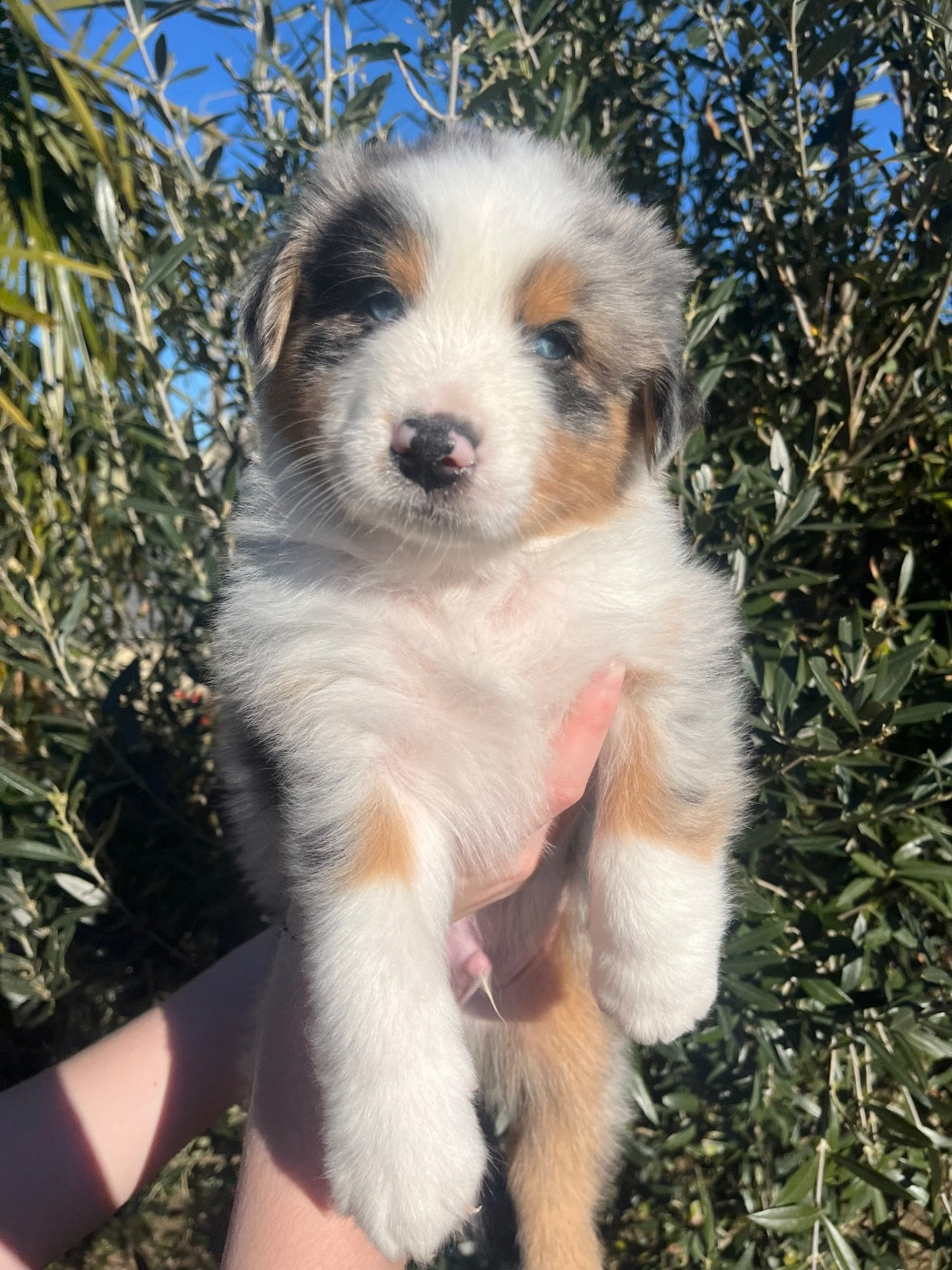 Du Domaine D'Umy - Chiots disponibles - Berger Australien