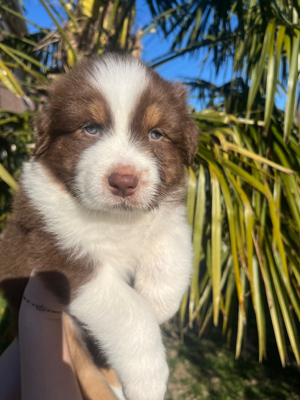 Du Domaine D'Umy - Chiots disponibles - Berger Australien