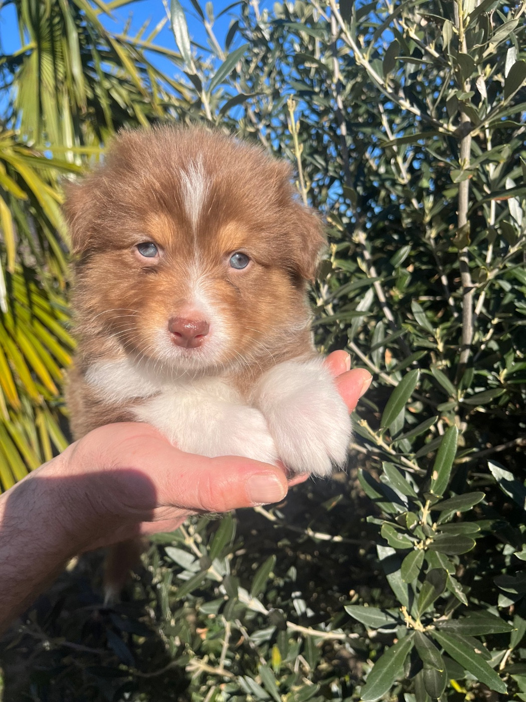 Du Domaine D'Umy - Chiots disponibles - Berger Australien