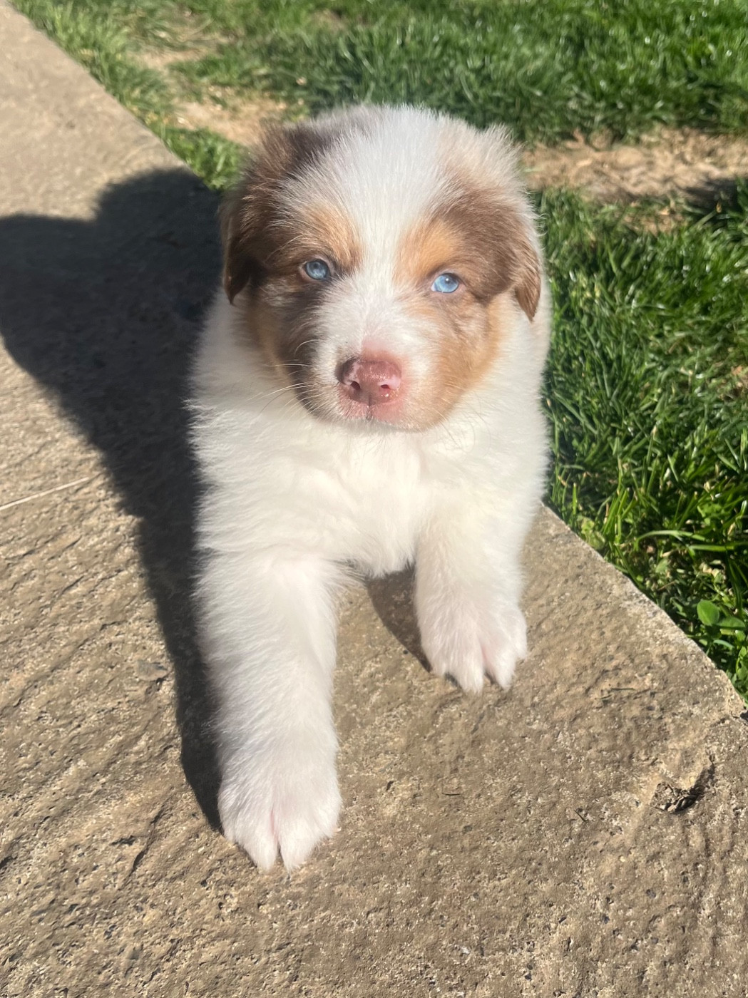 Du Domaine D'Umy - Chiots disponibles - Berger Australien