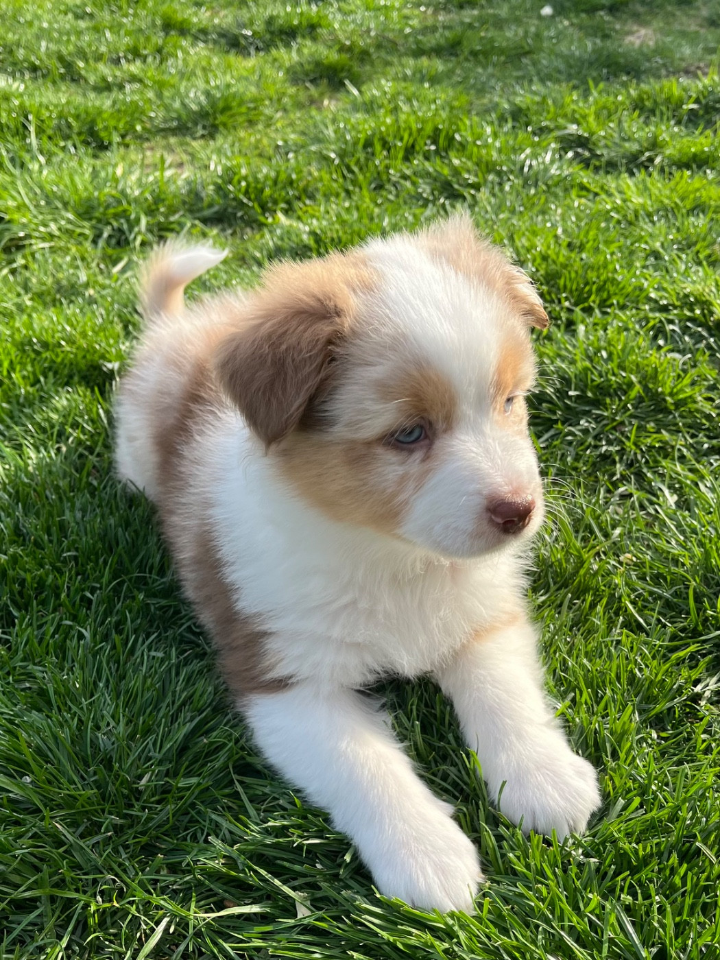 Du Domaine D'Umy - Chiots disponibles - Berger Australien